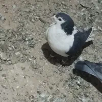 جفت رنگی فروشی|پرنده|سلامی, |دیوار