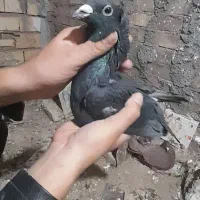 یه جفت کفتر زاغ‌کلاغ‌ خطری|پرنده|زرند, |دیوار