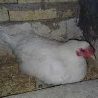 مرغ کرچ (کپ)