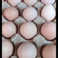 تخم مرغ محلی