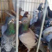 حیوان|پرنده|کرج, خرمدشت|دیوار