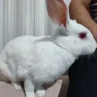 یک خرگوش سالم رنگ سفید