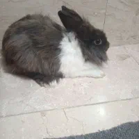 فروش خرگوش ۲ ساله ماده