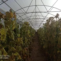 3هکتار-گلخانه-با-24هزار-متر-سازه