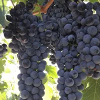 انواع نهال لیبلدار میوه و خشکبار|خدمات باغبانی و درختکاری|مرند, |دیوار