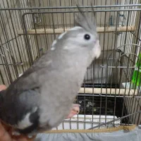 عروس هلندی دست|پرنده|تهران, شهید فکوری|دیوار