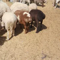 بره نر چینی ومحلی بز کهره نرنری معاوضه باپژومزدا|حیوانات مزرعه|سیرجان, |دیوار