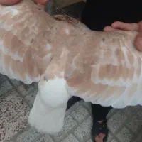 پرنده