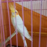 عورس هلندی|پرنده|چمران, |دیوار