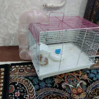 همستر|موش و خرگوش|زنجان, |دیوار