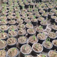 نرگس عطری|گل و گیاه طبیعی|قم, ولیعصر|دیوار