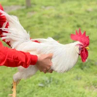 دوعدد خروس سفید