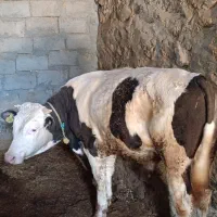 گوساله سیمینتال اصلی