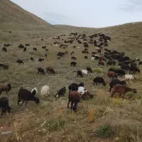گوسفند زنده در اسلامشهر  ویتنام نقاط تهران
