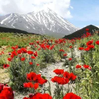 پیاده روی