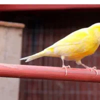 قناری معاوضه با عروس هلندی توضیحات بخون چت درخدمتم