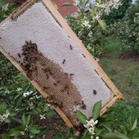 فروش عسل مرکبات ساری ۱۰۰٪ طبیعی و خالص بدون شکر