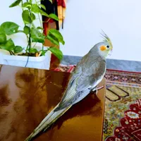 گمشده|حیوانات|شیراز, شهرک فرهنگیان|دیوار