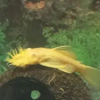 کت پوزه بوته ای باله کوتاه