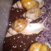 فروش فوری حلزون زیره قیمت بازار|خزنده|شیراز, قلعه نو|دیوار