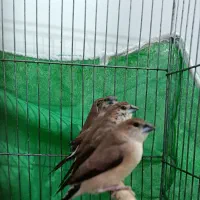 ۵جفت فنچ سفیدو قهوه‌ای