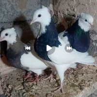 جفت طوقی با سار