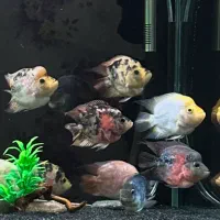 ماهی فلاور کوتوله (باکس)