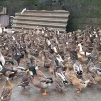 تخم اردک محلی وپکنی