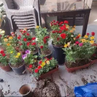 خدمات باغبانی کاشت گل وگیاه باغچه کاری تعویض گلدون|خدمات باغبانی و درختکاری|تهران, سعادتآباد|دیوار