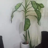 نداشتن جا مکان|گل و گیاه طبیعی|چناران, |دیوار