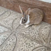 خرگوش بابچه هاش