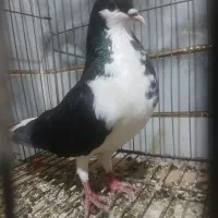 ساده سیاه جوانه