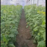 ساخت گلخانه|خدمات پیشه و مهارت|ارومیه, |دیوار