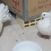 دم چتری نرو ماده|پرنده|قم, زنبیل آباد|دیوار