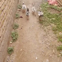 جوجه خروس گلین