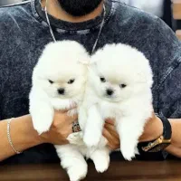 Pomeranian Original /// پامرانین خرسی اصل
