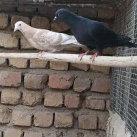 گرفتنی بلندی