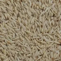 جو و گندم درهم مخصوص گوسفند