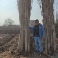 از انواع.نهال. میوه. کبوده گردو بادام. موجود داریم