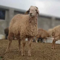 گوسفند زنده