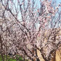 فروش-باغ1500-حیدر-آباد