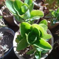 تعدادی گل بفروش میر سد|گل و گیاه طبیعی|صدرا-فارس, فاز ۱|دیوار