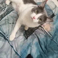 واگذاری گربه