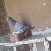 سبرماده|پرنده|نمین, |دیوار