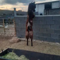 فروش چبش پاکستانی اصل