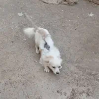 واگذاری سگ نژاد کوکونی