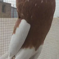 بادکنکی ماهرو|پرنده|اصفهان, ارغوانیه|دیوار