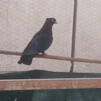 کبوتر|پرنده|گرمسار, |دیوار