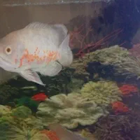 اکواریم یک متری اسکار|ماهی|سقز, |دیوار