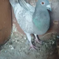 طاوسی خط سفید ماده